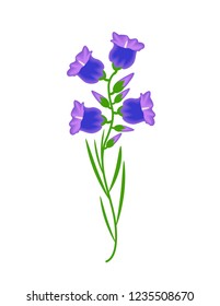 Bells flowers on white background