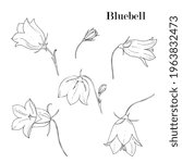 bells flowers sketch, outline. Wildflowers black and white hand drawing.