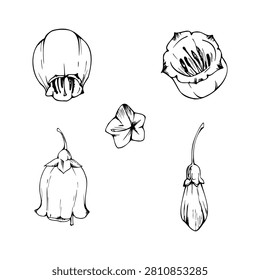 Bell-shaped flowers of erica heather, forest berries, urn-like blossoms. Single isolated element hand drawn in vector ink. Plant taxonomy studies, botanical gardens, flora identification guides.
