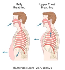 belly breathing and upper chest breathing techniques, airflow, diaphragm movement, and rib cage expansion diagram hand drawn schematic vector illustration. Medical science educational illustration