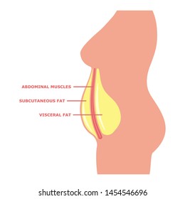 Belly subcutaneous fat, abdominal muscle and visceral fat on the female body with inscriptions. Vector illustration isolated on white. Female obesity side view.