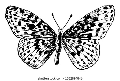 1,992 North american butterfly Images, Stock Photos & Vectors ...