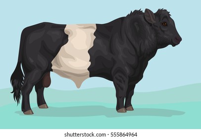 Belted Galloway Bull Breed