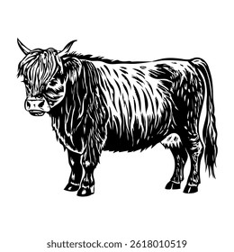 Belted galloway illustration in vintage style