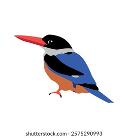 Belted kingfisher bird vector illustration on white background.
