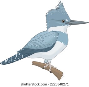 Belted Kingfisher Perched Vector Illustration