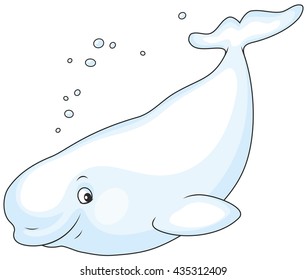 Beluga