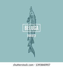 Beluga Abstract Vector Sign, Symbol or Logo Template. Hand Drawn Sturgeon Fish Illustration with Classy Retro Typography. Premium Quality Vintage Vector Emblem. Isolated.