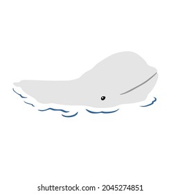 Beluga, Delphinapterus leucas can be found in artic and sub-artic waters. It has echolocation organ on its head called melon.