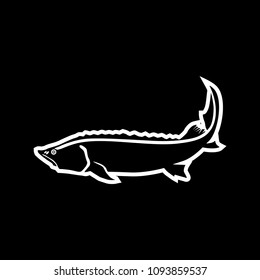 Beluga or the king-fish. Fish vector icon