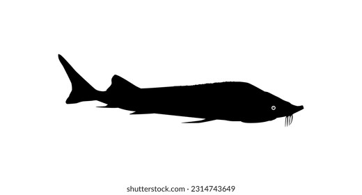 Beluga Sturgeon or Huso Fish Silhouette, Fish Which Produce Premium and Expensive Caviar, For Logo Type, Art Illustration, Pictogram, Apps, Website or Graphic Design Element. Vector Illustration