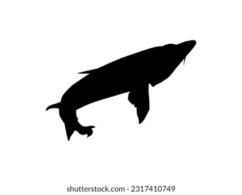 Beluga Sturgeon or Huso Fish Silhouette, Fish Which Produce Premium and Expensive Caviar, For Logo Type, Art Illustration, Pictogram, Apps, Website or Graphic Design Element. Vector Illustration