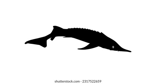 Beluga Sturgeon or Huso Fish Silhouette, Fish Which Produce Premium and Expensive Caviar, For Logo Type, Art Illustration, Pictogram, Apps, Website or Graphic Design Element. Vector Illustration