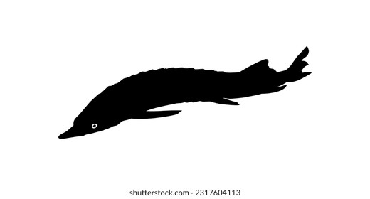 Beluga Sturgeon or Huso Fish Silhouette, Fish Which Produce Premium and Expensive Caviar, For Logo Type, Art Illustration, Pictogram, Apps, Website or Graphic Design Element. Vector Illustration