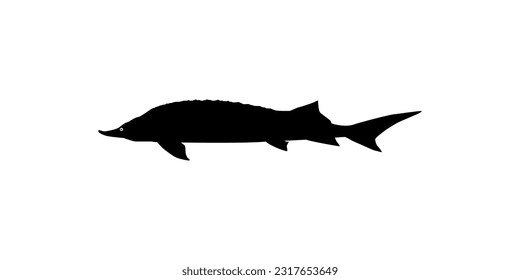 Beluga Sturgeon or Huso Fish Silhouette, Fish Which Produce Premium and Expensive Caviar, For Logo Type, Art Illustration, Pictogram, Apps, Website or Graphic Design Element. Vector Illustration