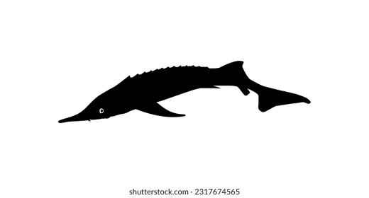 Beluga Sturgeon or Huso Fish Silhouette, Fish Which Produce Premium and Expensive Caviar, For Logo Type, Art Illustration, Pictogram, Apps, Website or Graphic Design Element. Vector Illustration