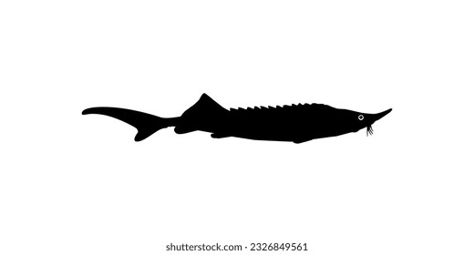 Beluga Sturgeon or Huso Fish Silhouette, Fish Which Produce Premium and Expensive Caviar, For Logo Type, Art Illustration, Pictogram, Apps, Website or Graphic Design Element. Vector Illustration