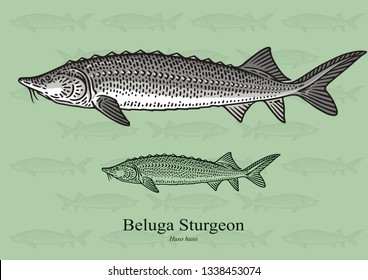 Beluga Sturgeon. Vector illustration with refined details and optimized stroke that allows the image to be used in small sizes (in packaging design, decoration, educational graphics, etc.)