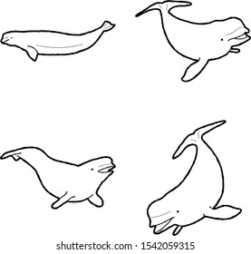 Beluga Whale Animal Vector Illustration Hand Drawn Cartoon Art