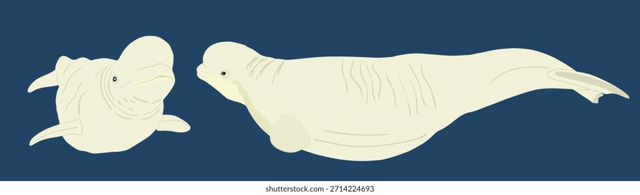 Ilustración vectorial de pareja de ballena beluga aislada sobre fondo. Símbolo familiar de la ballena blanca. Delfín polar. Delphinapterus leucas. 