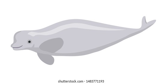 Beluga whale. Flat illustration of white whale vector icon. Beluga polar dolphin white whale