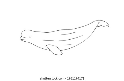 Beluga Whale line vector illustration. Arctic white whale sketch art on white background