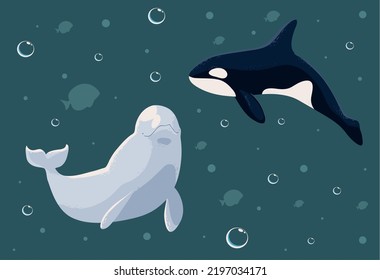 beluga and whale orca bubbles sea