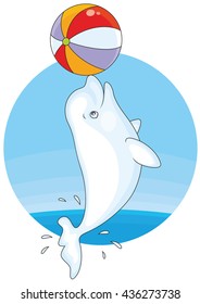 Beluga whale playing with a big colorful ball