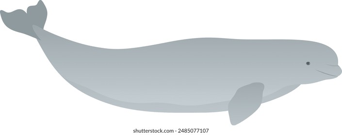 Beluga whale realistic vector illustration. Marine mammal side view isolated on white background. Arctic animal graphic. Wild ocean life.