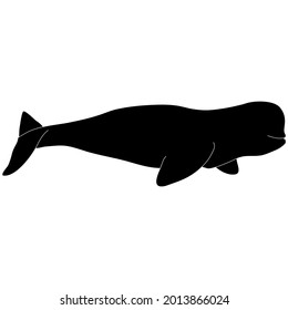 Beluga whale sea animal black silhouette outline vector illustration. A part of ocean wildlife.