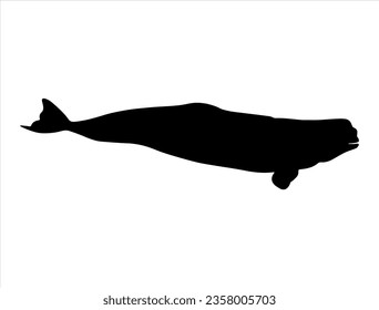 Beluga whale silhouette vector art