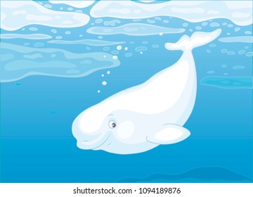 Beluga whale swimming among drifting ice floes in blue water of a polar sea, vector illustration in a cartoon style