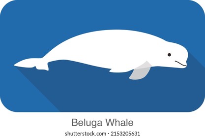 Beluga whale swimming in the water, flat icon, vector illustration