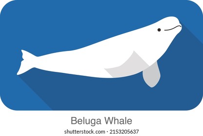 Beluga whale swimming in the water, flat icon, vector illustration