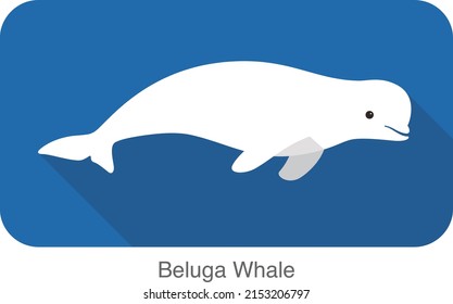 Beluga whale swimming in the water, flat icon, vector illustration