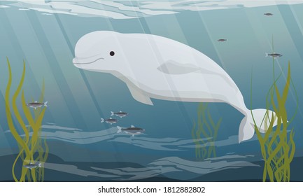 The beluga whale swims in cold ocean water. Ocean floor with dark sand, long algae and schools of fish. Aquatic mammals of the Arctic. Realistic vector landscape