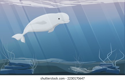 The beluga whale swims in cold ocean water. Aquatic mammals of the Arctic. Realistic vector landscape