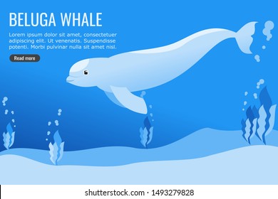 Beluga Whale vector illustration design.  Underwater and ocean conservation element.  Can be used for web and mobile development and suitable for infographic