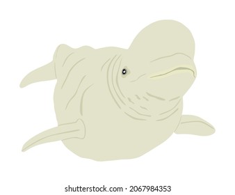 Beluga whale vector illustration isolated on white background. White whale symbol. Polar dolphin. Delphinapterus leucas. 