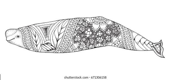 Beluga whale zentangle and stippled stylized vector illustration. Pattern. Zen art. Black and white illustration on white background. Adult anti-stress coloring book.