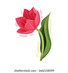 Bended Tulip Flower with Green Pointed Leaf and Erect Stem Isolated on White Background Vector Illustration