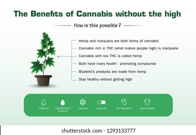 the benefits of cannabis without the high and tree marijuana icon medical uses for cbd oil is infographic