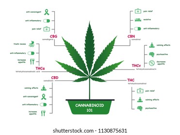 The benefits of healthy marijuana leaves cannabinoid 101 infographic