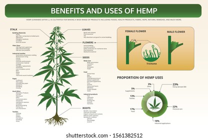 Benefits and Uses of Hemp horizontal textbook infographic illustration about cannabis as herbal alternative medicine and chemical therapy, healthcare and medical science vector.