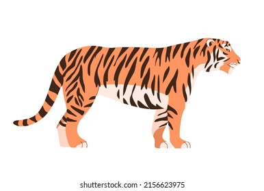 Bengal or Amur tiger. Big wild cat. Strong animal predator. Striped orange skin. Fauna and zoo. Flat vector illustration isolated on white background