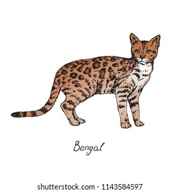 Bengal, cat breeds illustration with inscription, hand drawn colorful doodle, sketch, vector