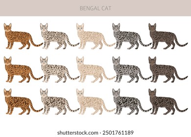 Bengal Cat clipart. All coat colors set.  All cat breeds characteristics infographic. Vector illustration