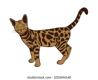 bengal cat illustration