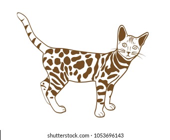 bengal cat illustration
