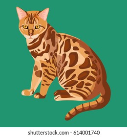 Bengal cat isolated on white background. Cute selective breeding of domestic cats. Confident, healthy and friendly cat with highly contrasted and vividly marked leopard coat vector illustration